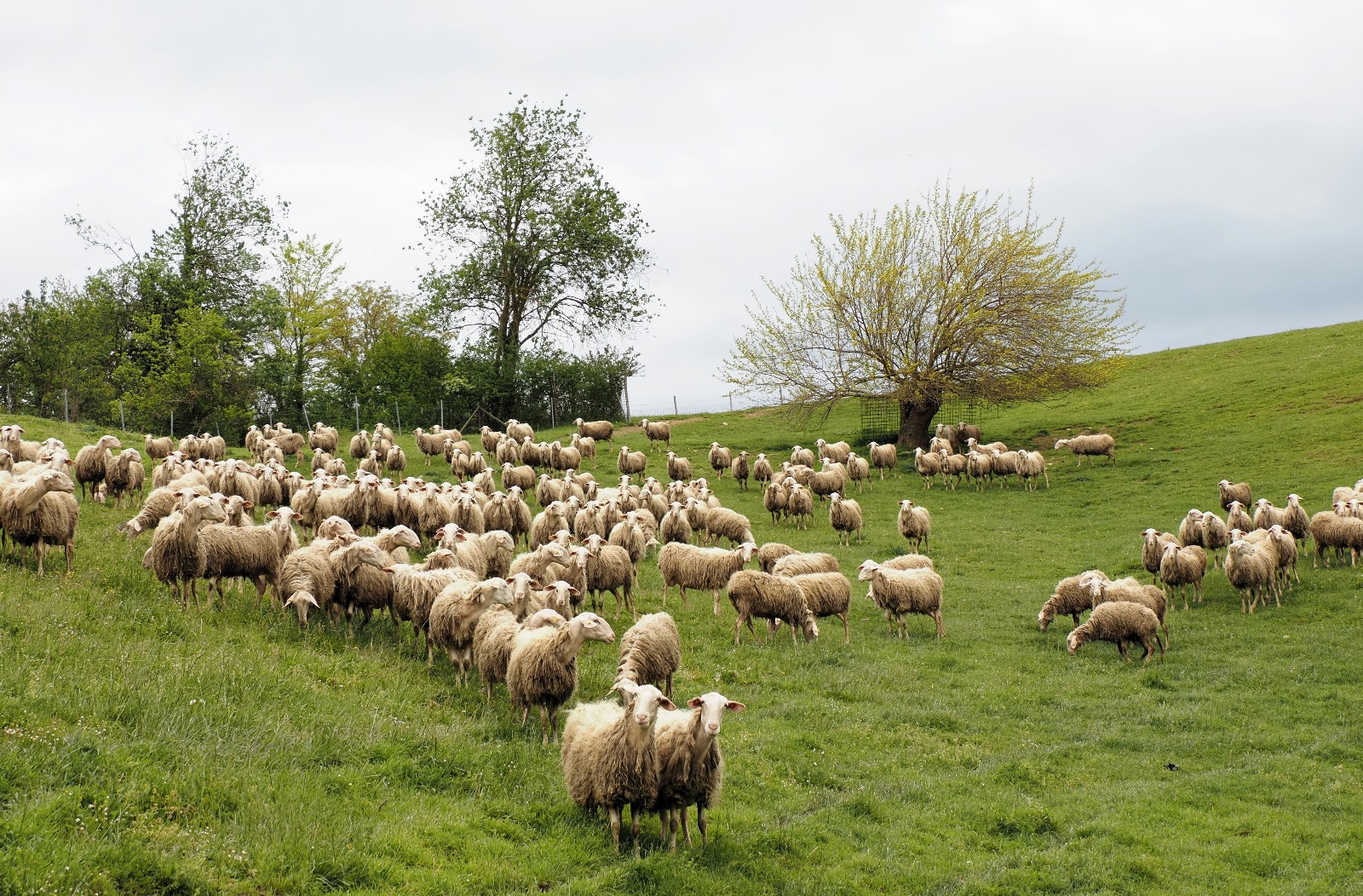 Pecore razza delle Langhe al pascolo Razza in via di enstinzione Az. agr. il Forletto